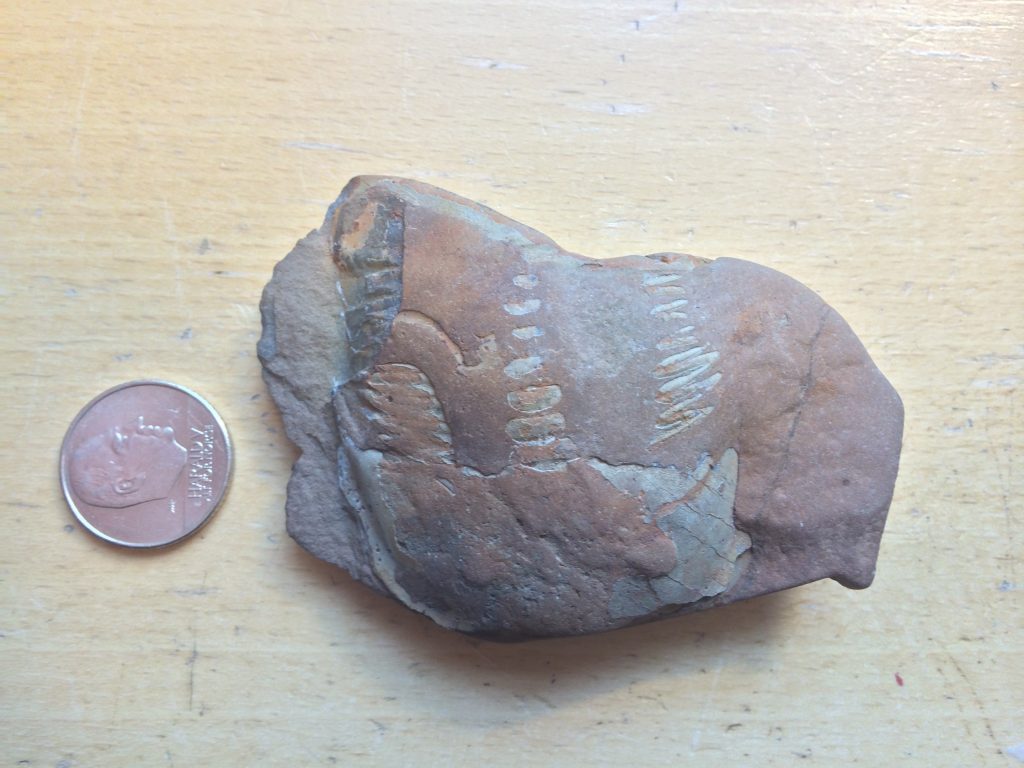 Trilobitt funnet ved Grunvik av Amalie